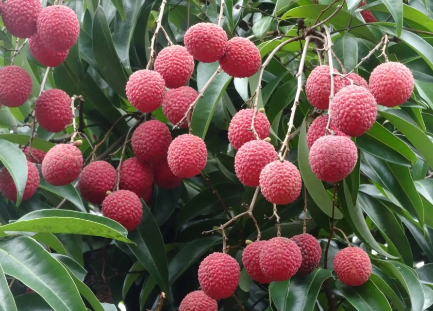 ΢�Ž�ͼ_20240509104029.png