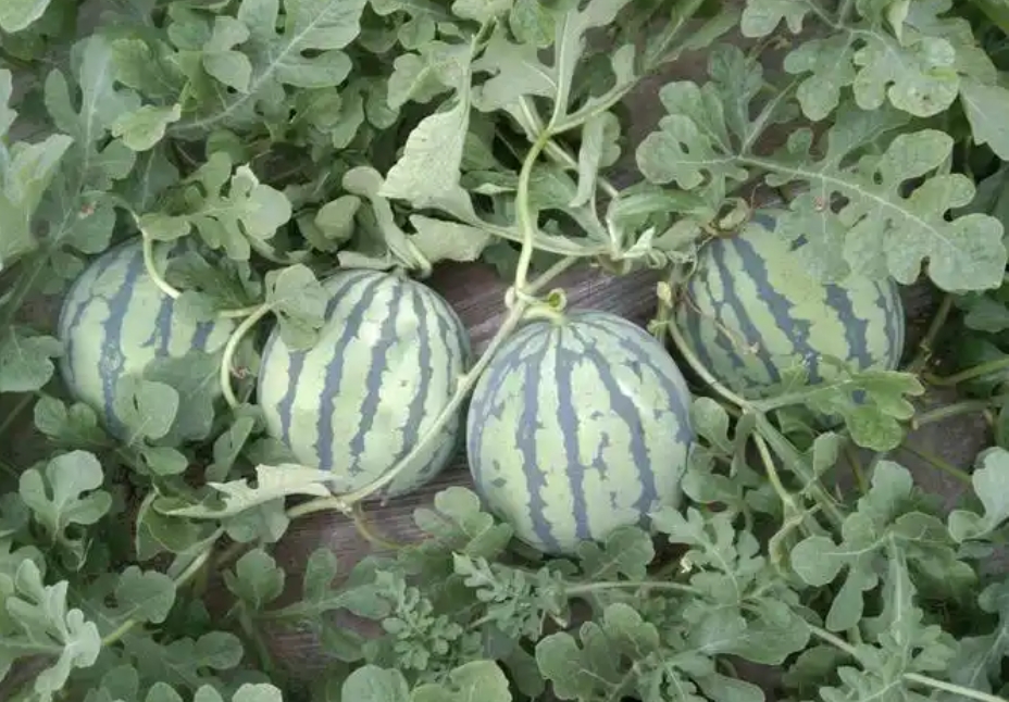 1743407279135532.png ΢ÐŽØÍ¼_20250331145651.png